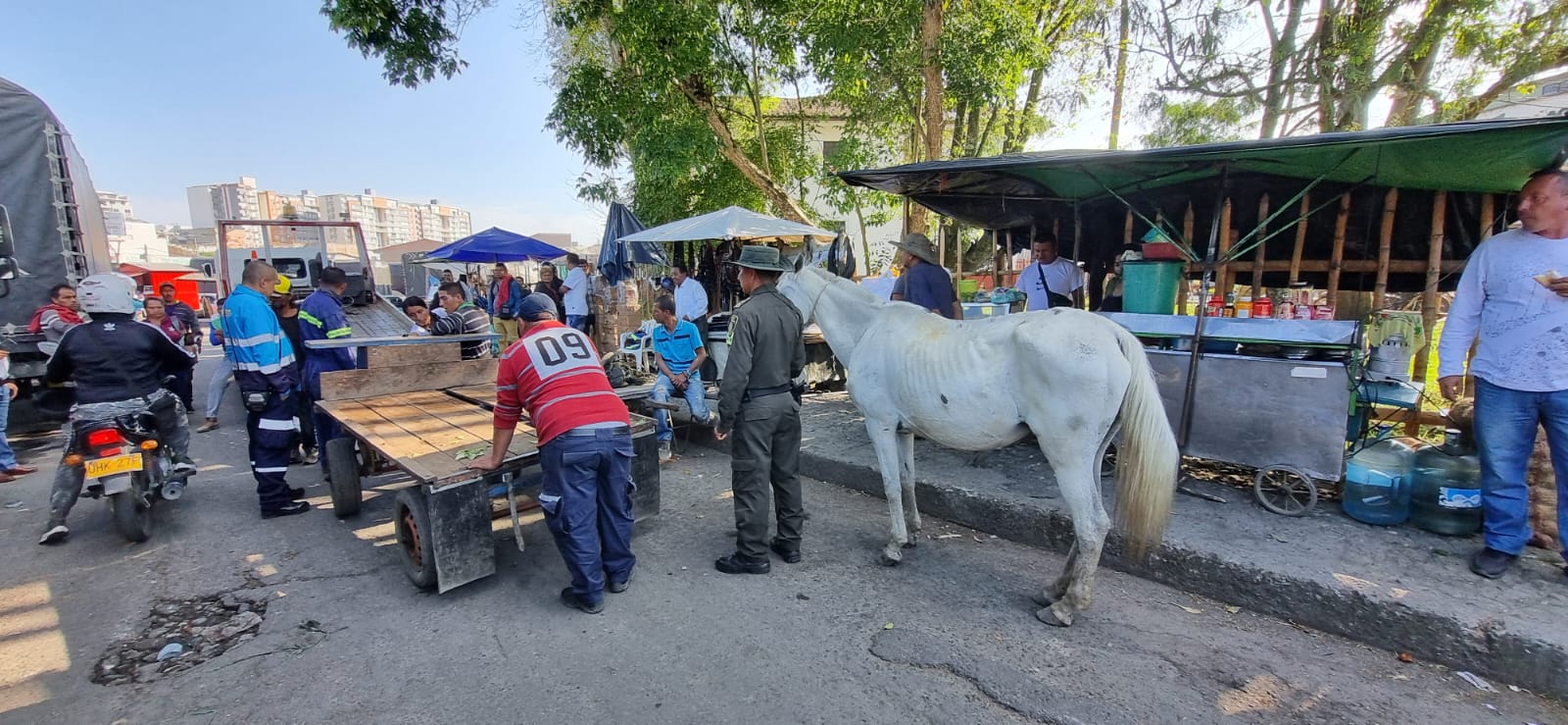 Inmovilización equino  (2) (1).jpeg