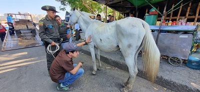 Inmovilización equino  (4).jpeg